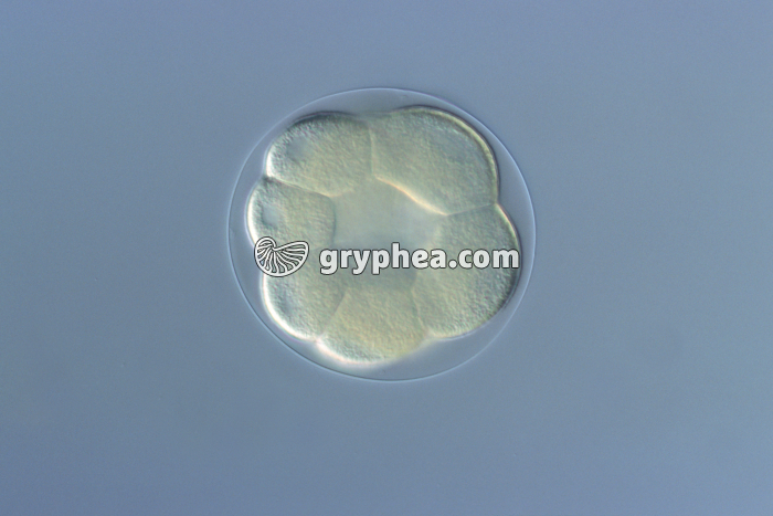 Oursin - Embryon au stade Morula jeune x100 - gryphea.com